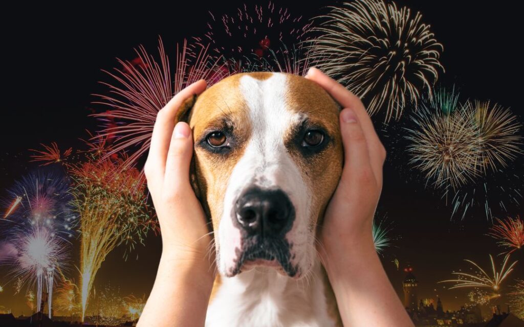 Fogos de Artifício e o Bem-Estar dos Pets nas Festas Juninas
