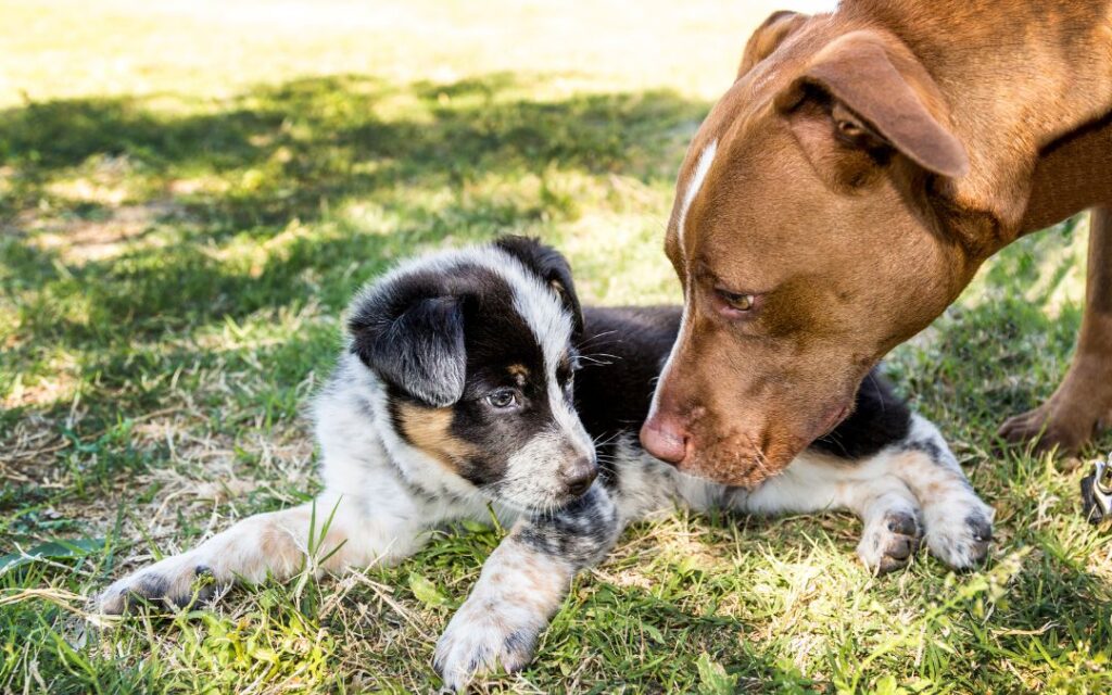 A Importância da Socialização dos Cães desde Filhotes